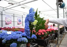 At Agriom, they have over 150 varieties over hydrangeas and in the years of breeding, they invested in creating a strong hydrangea with stems that do not need support and hydrangeas with a long shelf life. This picture shows how strong the stems are.